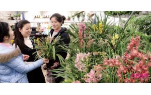 苍南：元旦春节前花卉市场升温