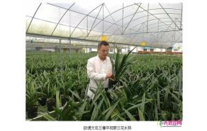 福建南靖:小兰花做成大产业 福建南靖:小兰花做成大产业