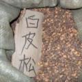刺柏