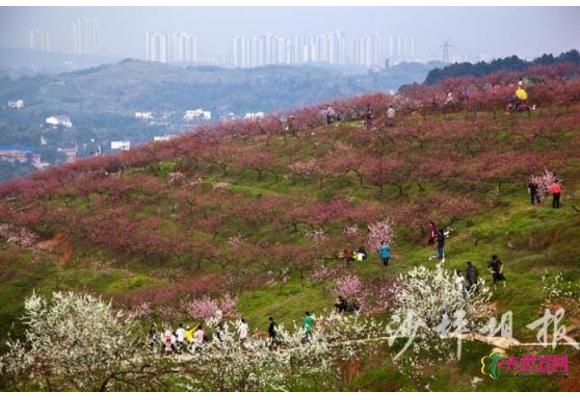 重庆：第四届虎峰山桃花节开幕 周末邀你看桃花