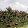 小叶紫薇