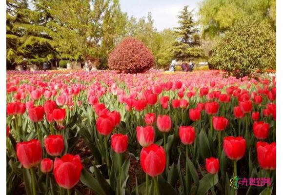 西安植物园郁金香开花 30万株球根花卉竞相斗艳 西安植物园郁金香开花 30万株球根花卉竞相斗艳
