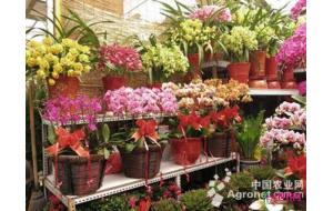 孝感市：花卉成年货市场新宠