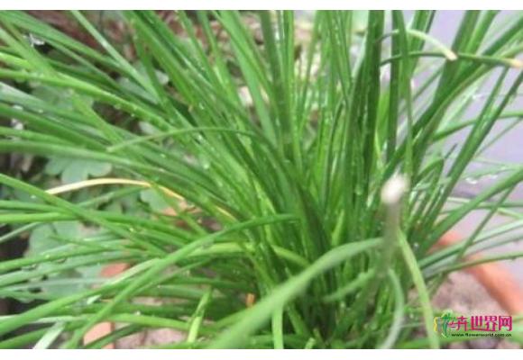 奉化再现植物界“大熊猫”中华水韭