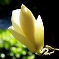 广玉兰：垂梅、贴梗海棠、垂丝海棠