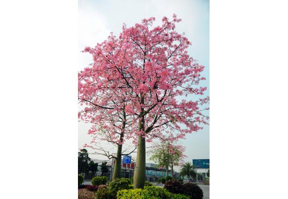热销苗木品种——大腹木棉