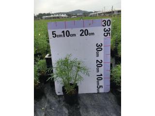 波斯菊