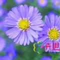 荷兰菊