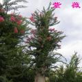 红花紫薇