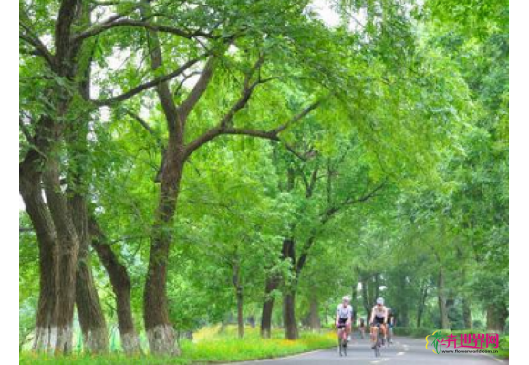 浙江：盐官现百亩格桑花海 生态绿带凉风习习