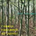 发财树