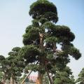 日本罗汉松