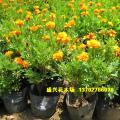 孔雀草