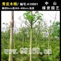 青皮木棉