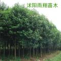大叶女贞