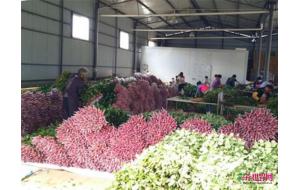 斗南鲜花交易进入传统淡季 斗南鲜花交易进入传统淡季