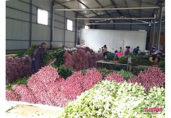 斗南鲜花交易进入传统淡季 斗南鲜花交易进入传统淡季
