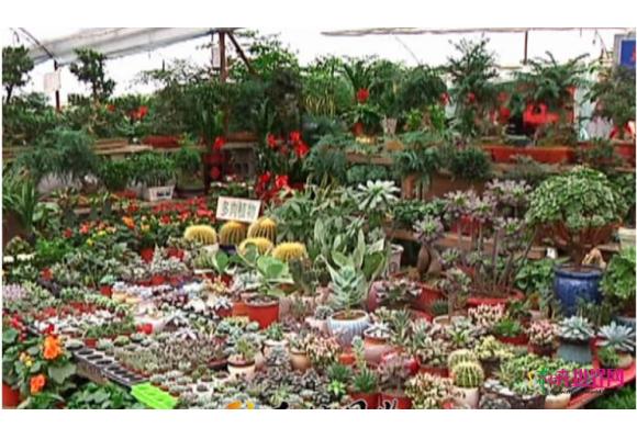 天气转凉 日照花卉市场绿植走俏多肉植物热销