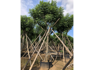 蓝花楹