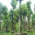 香樟树