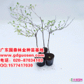 锦叶榄仁
