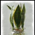 虎尾兰