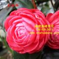 茶花  红槟榔