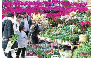 郑州:玫瑰1天最高涨5元 水仙等年宵花热销 郑州:玫瑰1天最高涨5元 水仙等年宵花热销