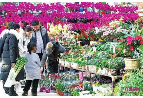 郑州：玫瑰1天最高涨5元 水仙等年宵花热销