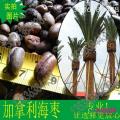 加拿利海枣