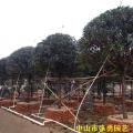 四季红桂