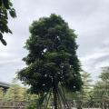 秋枫