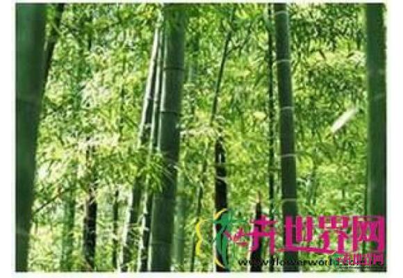 河竹