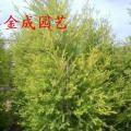 黄金香柳