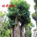 橡胶榕