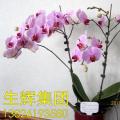 蝴蝶兰