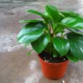 其他观叶植物