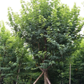 宫粉紫荆