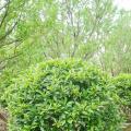 非洲茉莉