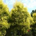 黄金香柳
