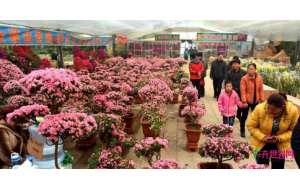 青州：春节搅热市场 花卉批发火爆