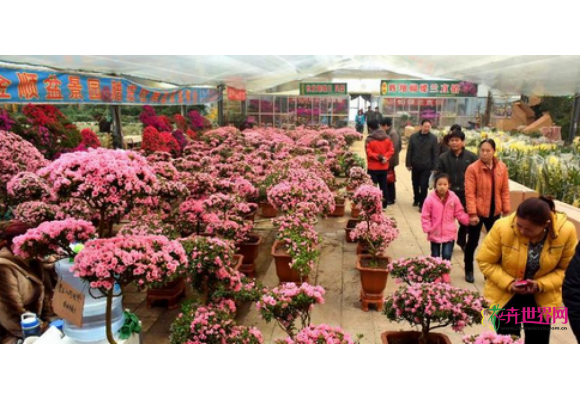 青州:春节搅热市场 花卉批发火爆 青州:春节搅热市场 花卉批发火爆