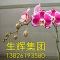 蝴蝶兰