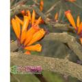 金佛花树/火烧花