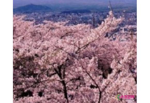 日本最美樱花赏