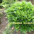 非洲茉莉
