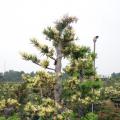 黄芽罗汉松