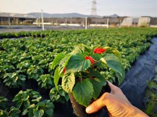 一串红