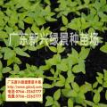 盆架子