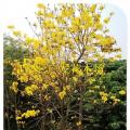 黄花风铃木